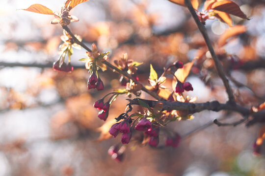 Close-up flowering branch with pink blossoms and autumn leaves in soft sunlight