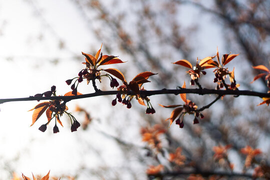 Autumn cherry tree branch with copper leaves and delicate dark blossoms in bokeh
