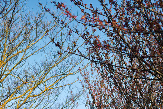 Spring tree branches with delicate pink blossoms against a clear blue sky