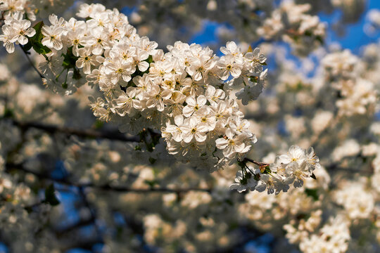 White cherry blossoms blooming on a branch against a soft blue background