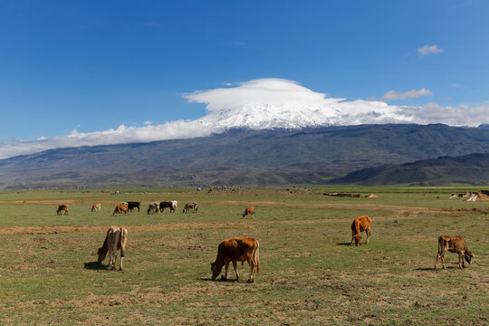 Turkey, Eastern Anatolia, Agri Province, Mount Ararat, Cows on meadow