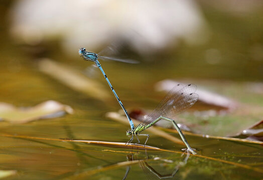 Germany, Bavaria, Azure damselfly in oviposition, close up