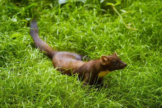 Germany, Bavaria, Bavarian Forest National Park, pine marten on a meadow