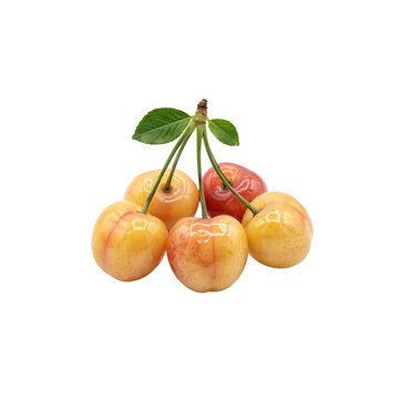 A cluster of fresh rainier cherries with yellow and red skin, featuring green stems and leaves, isolated on a transparent background