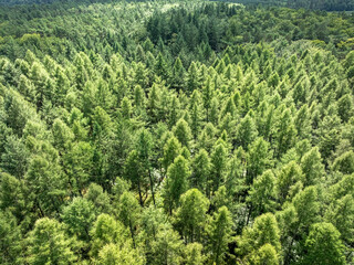 Naklejka premium Summer view from above of Poland's endless green forest.