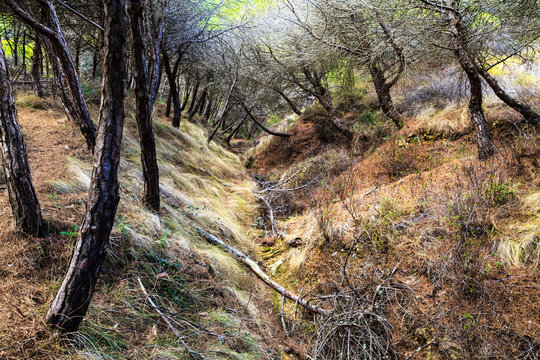 A dry pine forest grows on a sloped ravine in Sagres Portugal