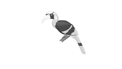 Grayscale Hornbill Bird Perched on Branch Illustration Isolated © Sabtain