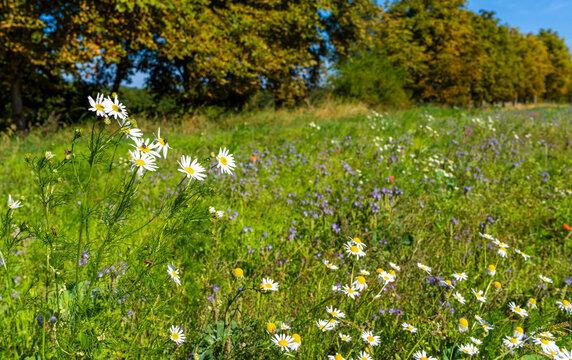 Artenreiche Sommerwiese mit wei&szlig; bl&uuml;henden Korbbl&uuml;tlern, Matricaria chamomilla, Uckermarck, Brandenburg, Deutschland