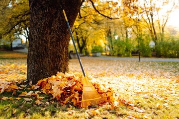 A rake stands upright in a pile of colorful leaves near a large tree in a park. The scene shows the bright colors of autumn foliage and a sunny day. © maxbelchenko