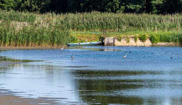 Naturnahe Uferlandschaft am Heligsee mit Schilfg&uuml;rtel, flachem Wasserbereich und Wasserv&ouml;geln, Uckermark, Brandenburg, Deutschland