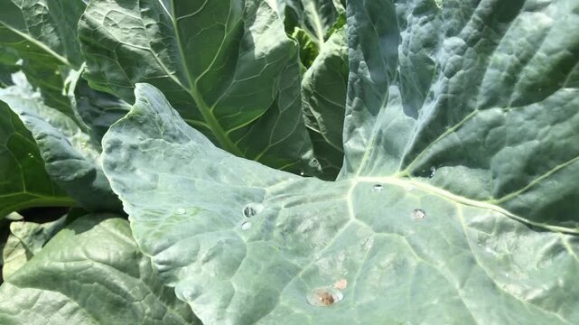 Dense Brassica plants form crisp, structured heads typical of cabbage, cauliflower, 