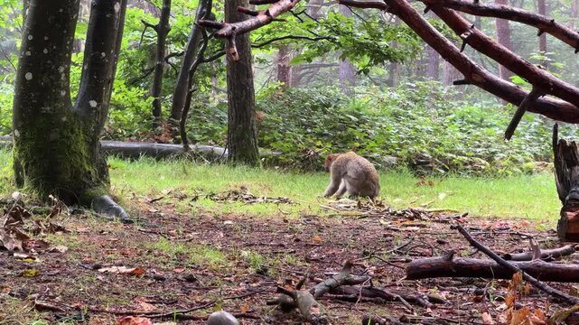 Handheld footage of a Barbary macaque in a forest in France foraging for food in their habitat.