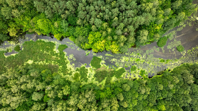 Green summer winding river in Poland, drone view of nature.