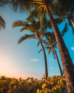 Tall palm trees stretch across a bright tropical sky, creating an exotic summer composition filled with warm coastal atmosphere, ideal for travel, vacation and resort lifestyle projects.