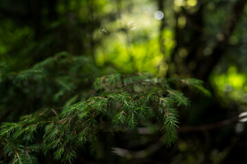 Naklejka premium Green spruce branch with needles in misty forest with sunny bokeh light spots for nature concept 