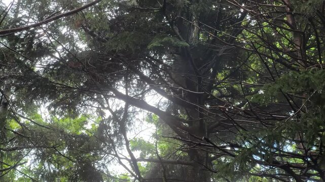 Low Angle View of a Barbary Macaque in France climbing a tree in their Habitat.