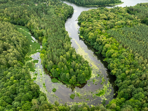 Drone perspective of winding river through summer green Polish woods.