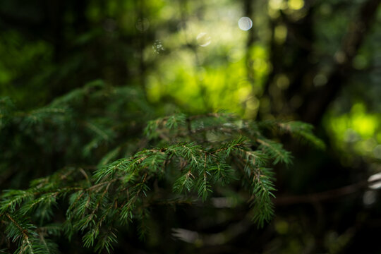 Green spruce branch with needles in misty forest with sunny bokeh light spots for nature concept	