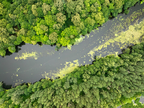 Sinuous river cutting across vibrant green forest, aerial view Poland.