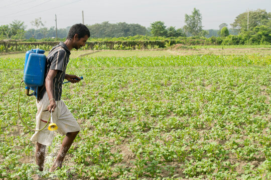 Indian farmer spraying pesticide on crop