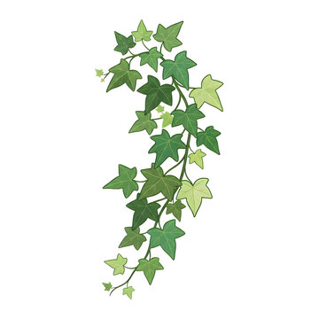 Hanging green ivy vine illustration, botanical floral design element, nature vector graphic, summer leaf border, plant decoration for layout Halloween