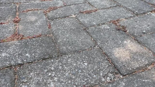 Old weathered paving blocks texture covered with green moss and dirt