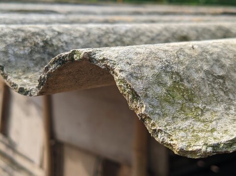 Hazard Beneath the Mold: The Hidden Risks of Aging Asbestos, Damp and Dangerous: Microbials and Exposure Risks in Old Asbestos, Silent Threat Overhead: Detailed Close-Up of Moldy In-Use Asbestos