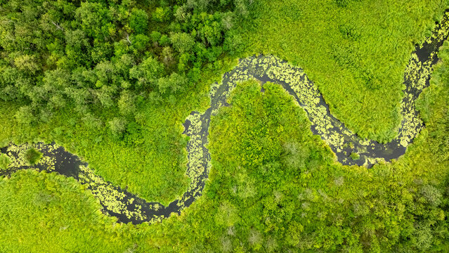 Aerial drone view of serpentine river in green summer woods.