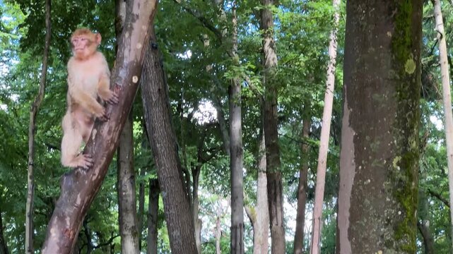 Barbary macaque in France sitting in a tree in a forest before jumping off.
