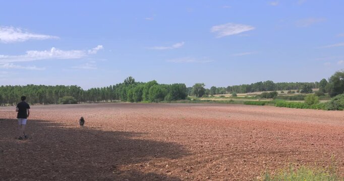 Person and two black dogs explore wide, sunlit field