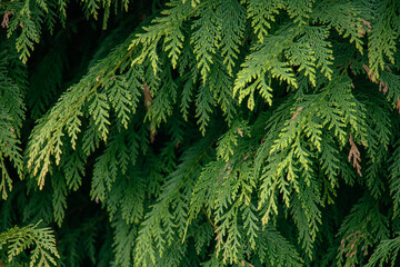 Close up of fresh green thuja branches and coniferous foliage forming a dense natural background texture © Olha K