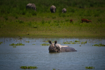 Greater One-Horned Rhinoceros wallowing in wetland lake with grazing deer and rhinos in background in Kaziranga National Park, Assam, India © Diganta Kumar sarma