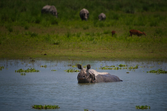 Greater One-Horned Rhinoceros wallowing in wetland lake with grazing deer and rhinos in background in Kaziranga National Park, Assam, India