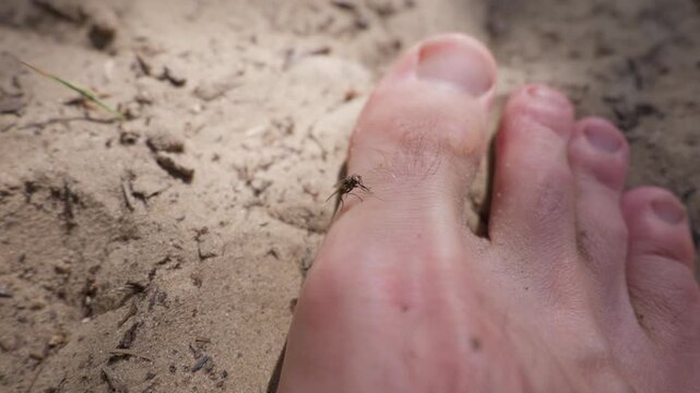A small housefly lands directly on a person bare toe resting outdoors. The nuisance insect causes mild irritation on skin while sitting over sandy ground during the summer season.