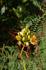 Fototapeta premium Bird of paradise yellow flowers - Latin name - Caesalpinia gilliesi