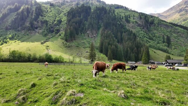 Rural landscape with cattle. Cows in mountain field. Cow at meadow. Cow herd grazing at farming pasture in green field. Graze in pasture. Cow in countryside. Domestic animal graze summer farm