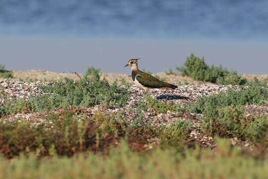 Northern Lapwing (Vanellus vanellus) walking along a shell-covered sandy shore with water in the background.
