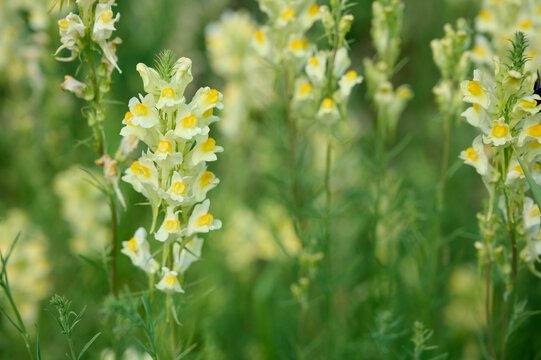 Close-up of blooming yellow common toadflax flowers (Linaria vulgaris) on a  meadow background.