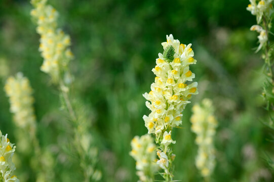 Close-up of blooming yellow common toadflax flowers (Linaria vulgaris) on a  meadow background.