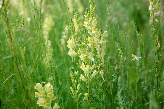 Close-up of blooming yellow common toadflax flowers (Linaria vulgaris) on a  meadow background.