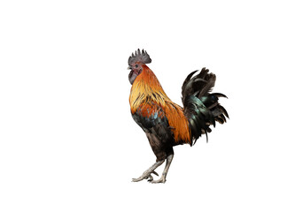 Black rooster on transparent background png file. © Direk Takmatcha