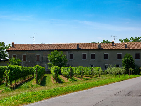 Vineyards of Franciacorta near Cazzago San Martino, Brescia province, Italy, at June
