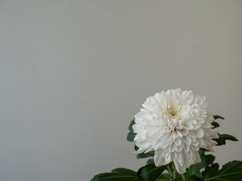 白い洋菊｜敬老の日や長寿祝いをイメージする花｜コピースペース