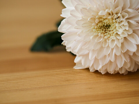 木目のテーブルに置いた白い洋菊｜敬老の日や長寿祝いのイメージする花