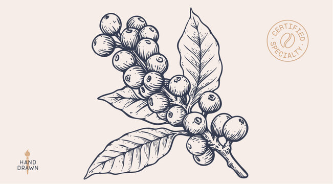 Vintage coffee branch bean plant sketch, organic cafe engraved logo. Botanical coffee plant bean branch identity, eco natural drawing. Bean branch plant coffee sketch. Vector Illustration