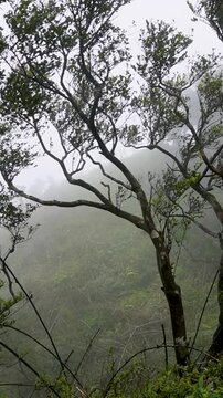 Lone Tree in Dense Fog and Strong Winds Among the Beautiful Mountains of Sri Lanka, Vertical 4K Nature Video