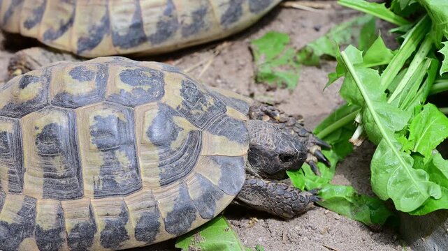 Close-up video of a tortoise eating fresh leafy greens, showing detailed shell texture, head, legs and natural feeding behavior in a captive environment