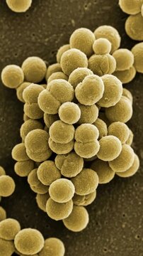 Microbial sphere reveal: Staphylococcus organism, microscopic form, bacterial colony, pathogen cluster, disease agent, germ cell, infectious spread, scientific study.