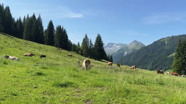 Cows grazing peacefully on a lush green mountain pasture in Koenigsleiten, Austrian Alps.