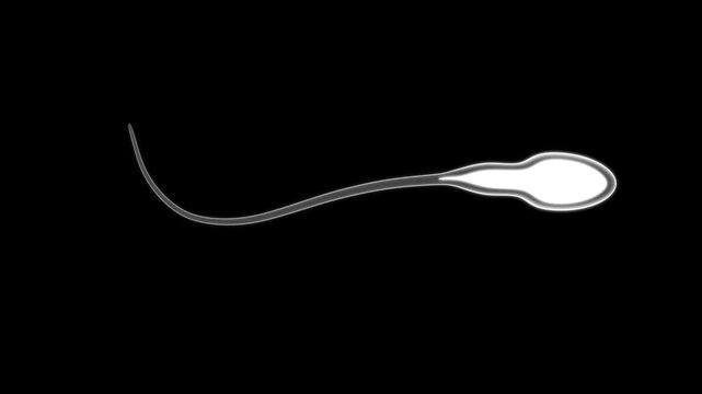Spermatozoa